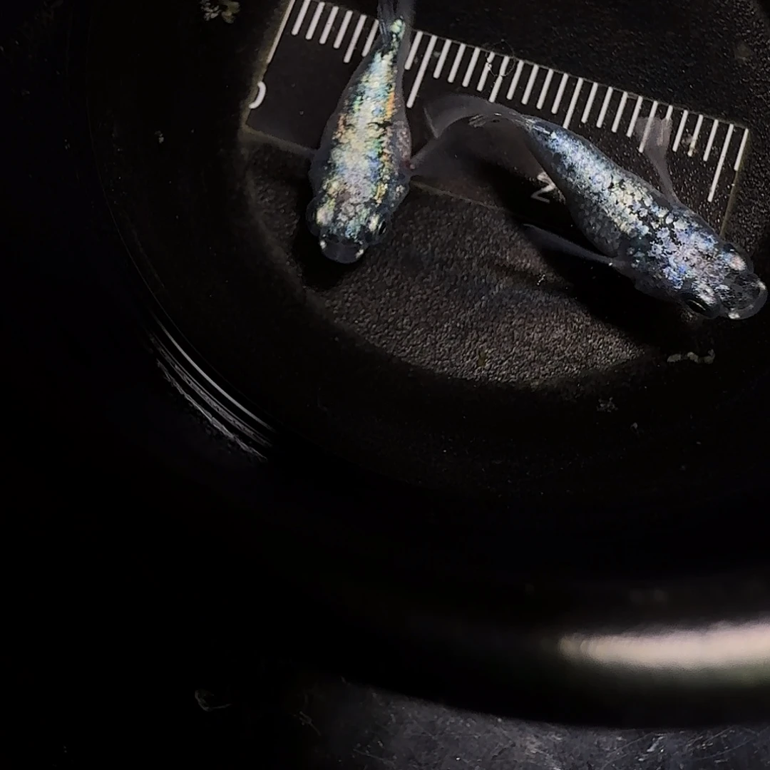 青鳉鱼一物一拍036