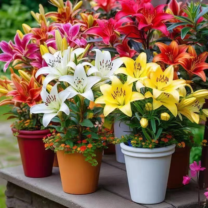 小燕的花园多年生百合种球，食赏两用好复花，颜色丰富球根花卉