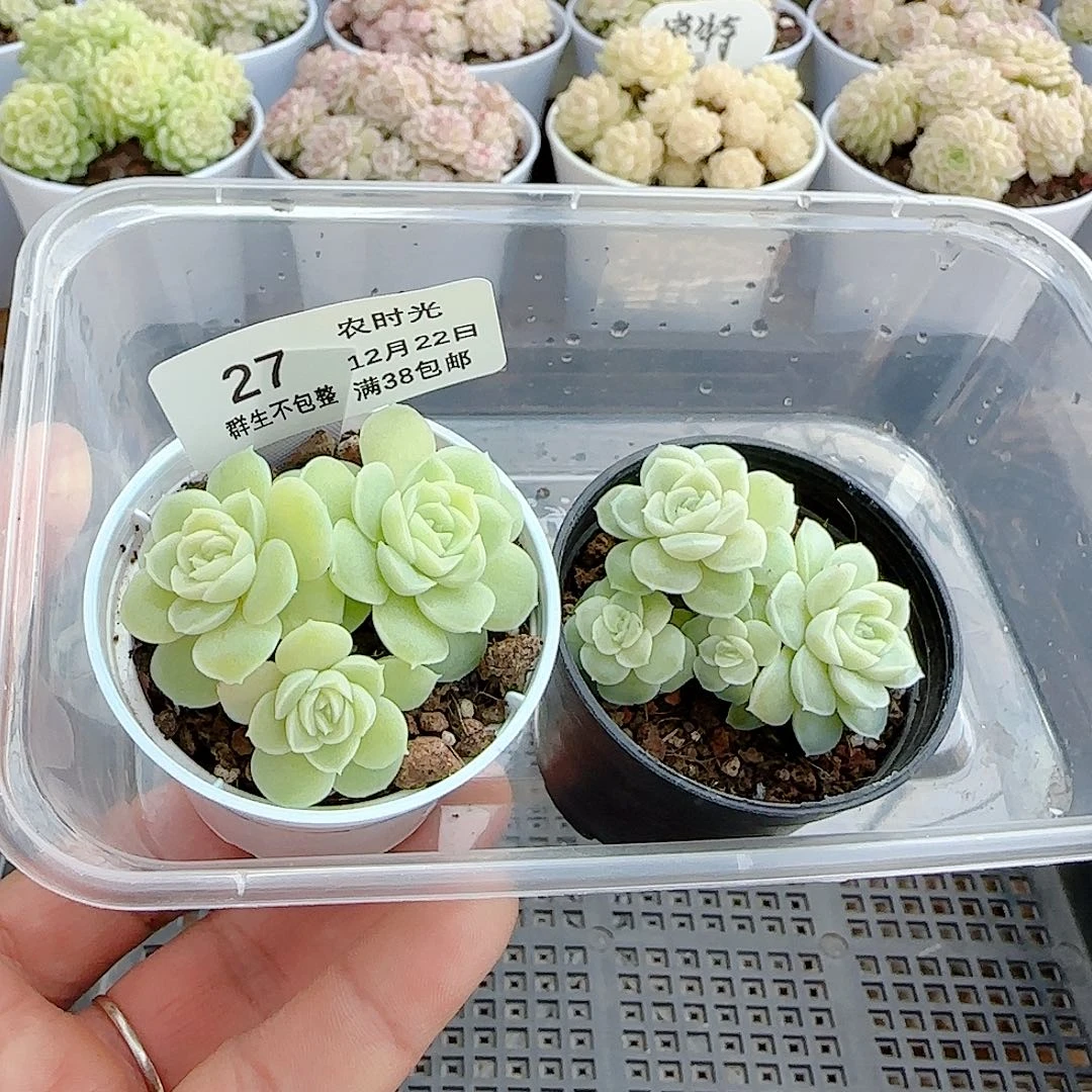 1222-27（m1-551）两颗田姐专拍