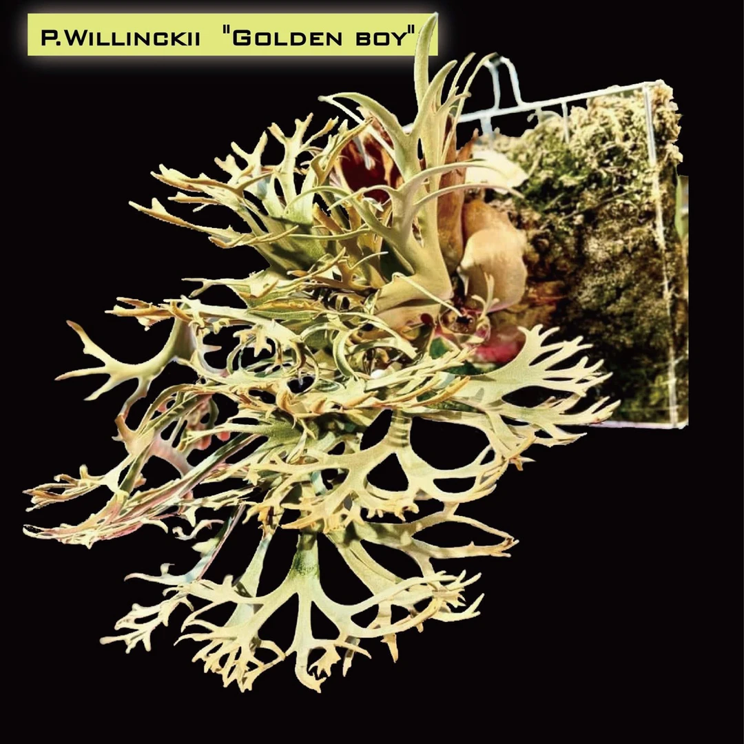 侏儒爪哇「金童」孢子苗（纯孢播）