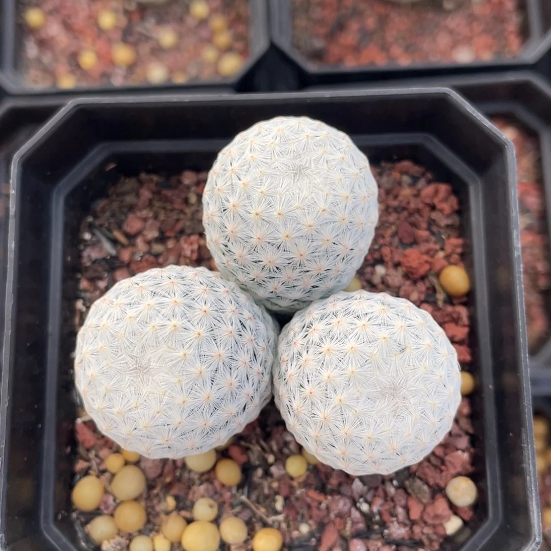 白鸟         实生根