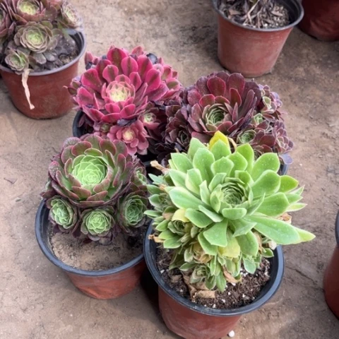 968多肉植物组合