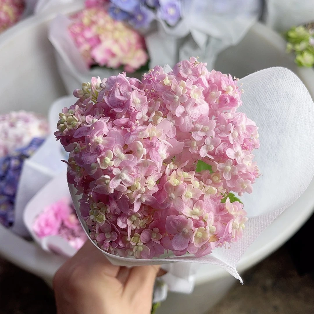 完全开放稀有绣球花46