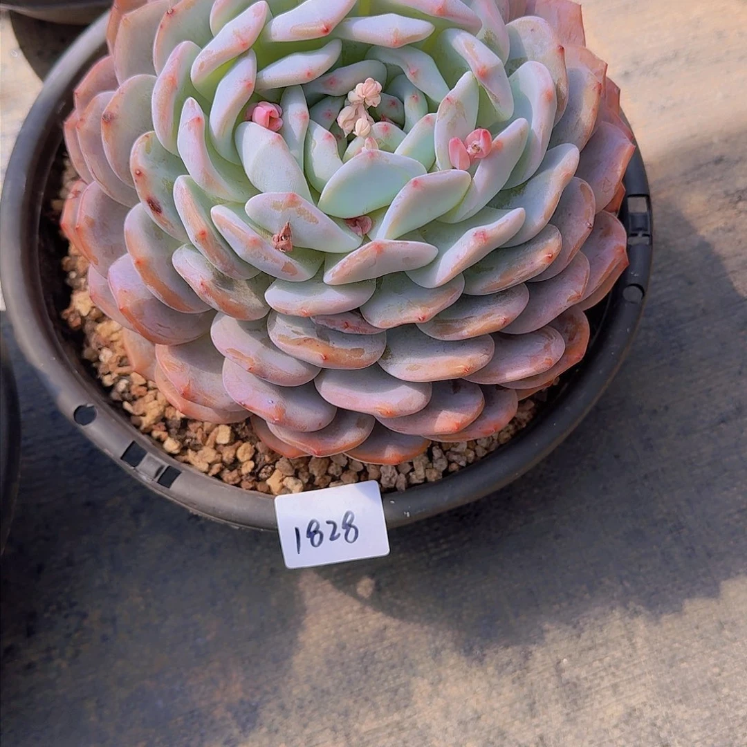 白*1828橙子多肉植物