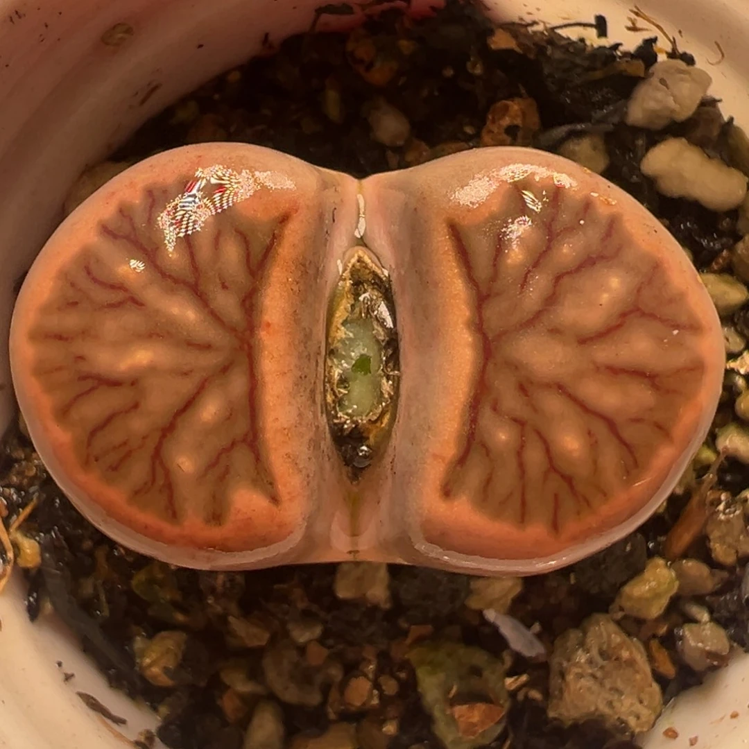 血管菊多肉植物百科