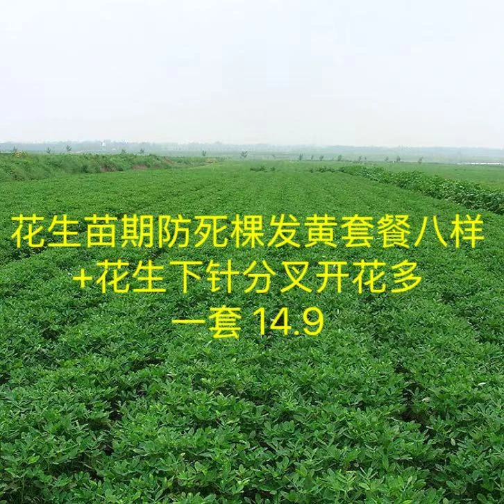 花生苗期套防病防死棵烂根发黄+花生分杈开花下针多营养