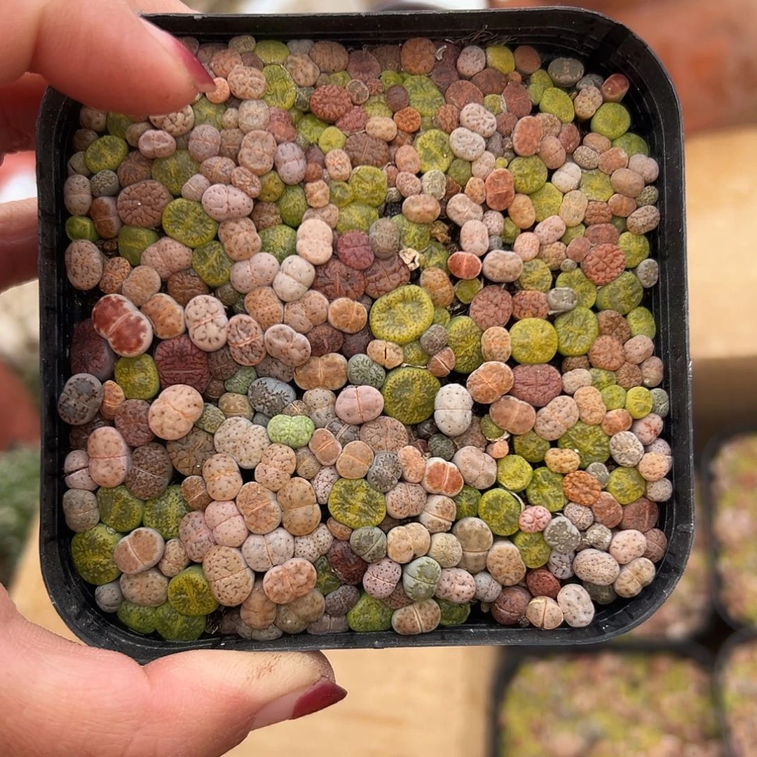 多肉植物多肉植物