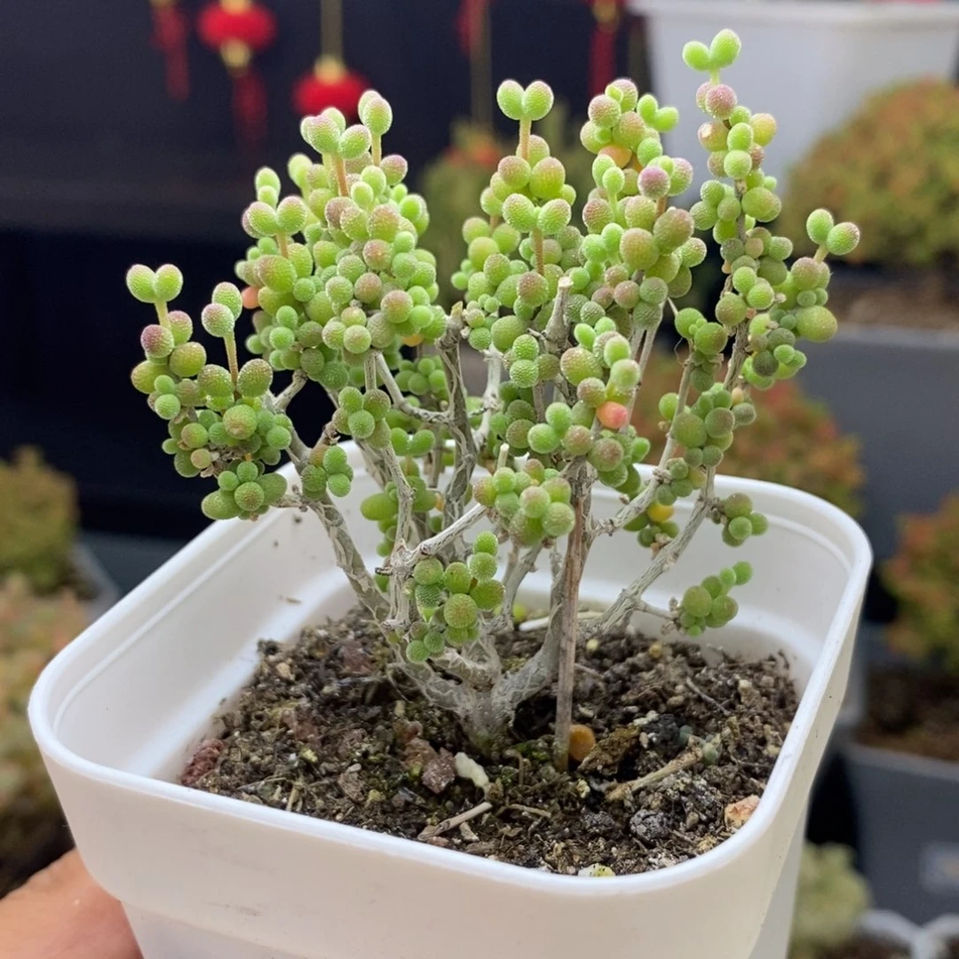 是***.833号糖豆米枝干