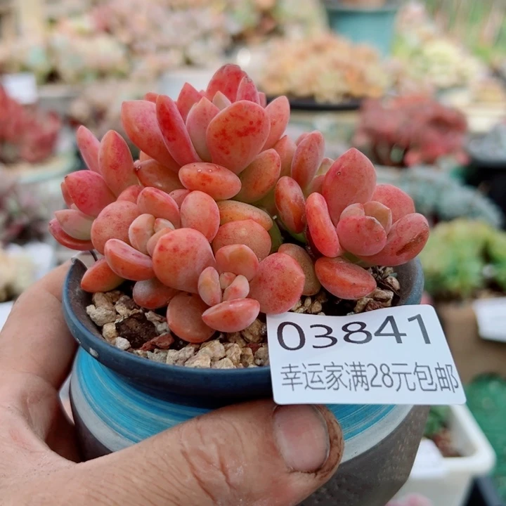 幸运的是我还没遇到过这样一