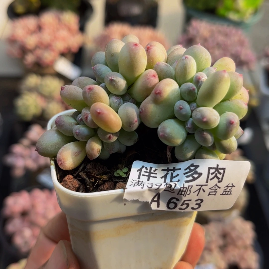 653苹果奶6cm多肉