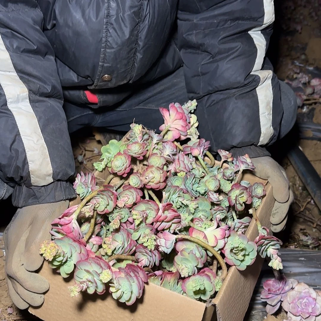 箱拍薄化妆多肉断枝不售后看好在拍
