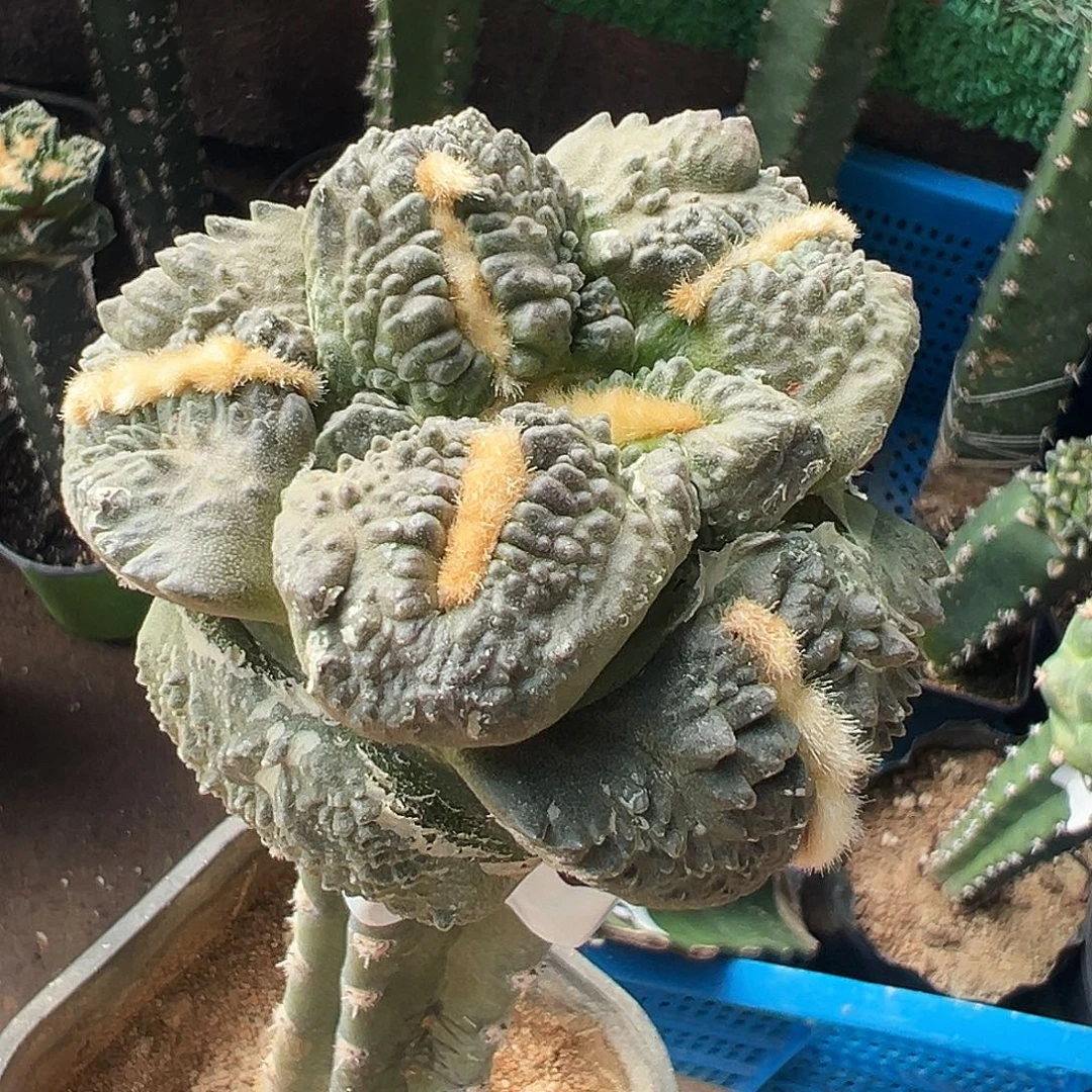 无花朵福利牛舌龟甲连山牡丹896