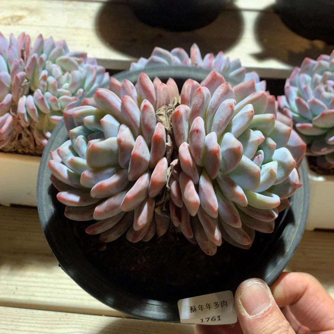 1761橙梦露多肉一颗14厘米