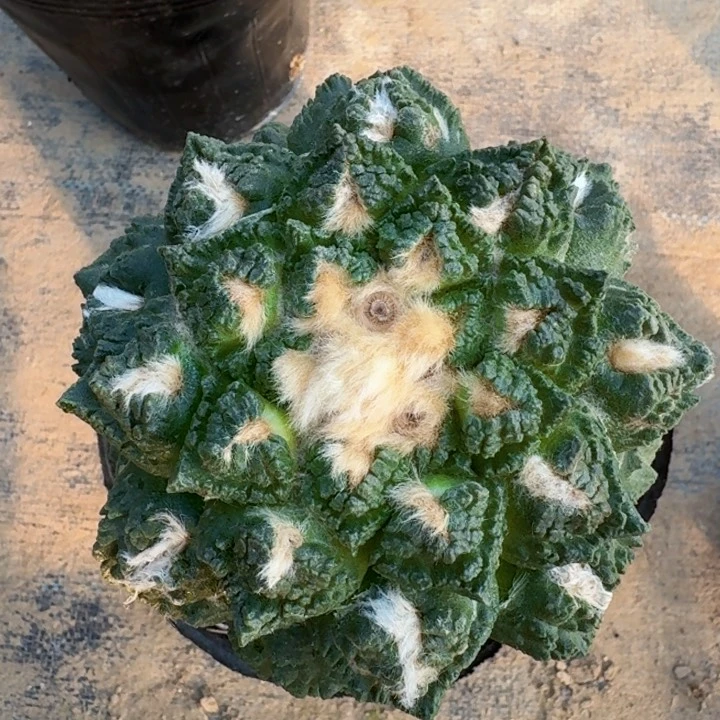 829小割尤龟甲牡丹仙人球