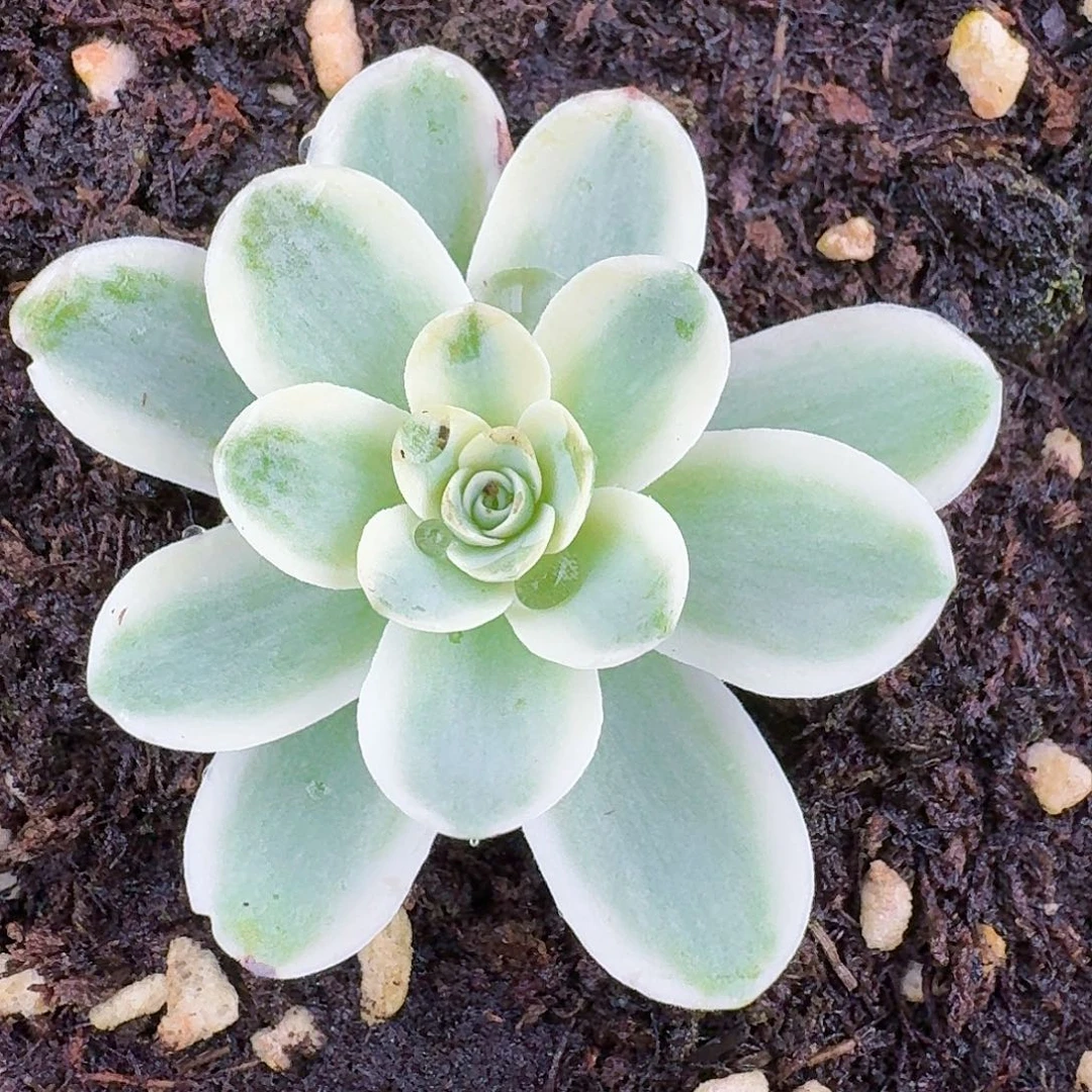 覆轮锦单头一物一拍