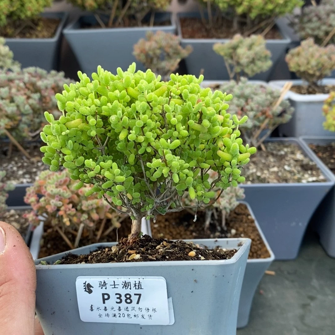 387蜜橘糖球枝干