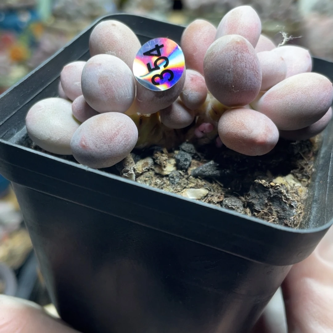 桃花奶酪多肉植物