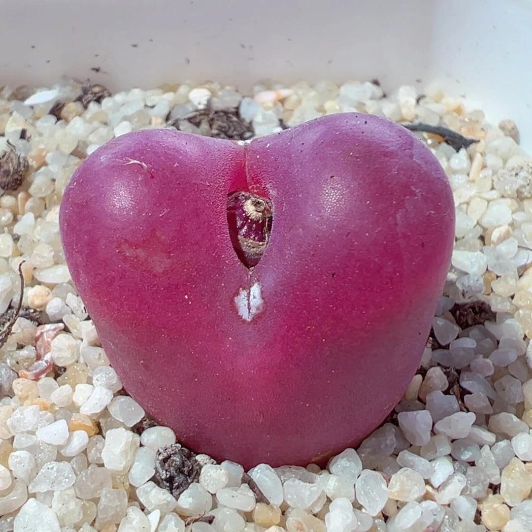 211-385多肉大红毛2.3cm