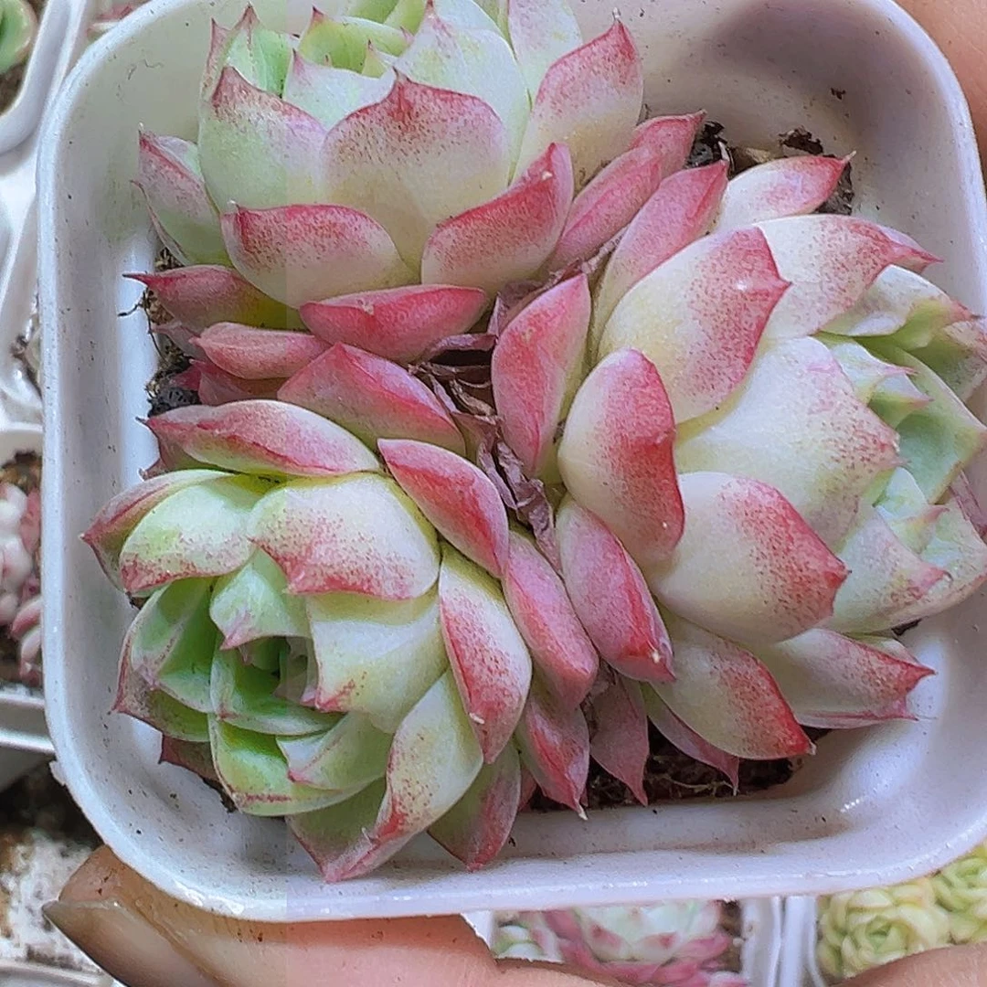 玫瑰仙子群19包邮多肉