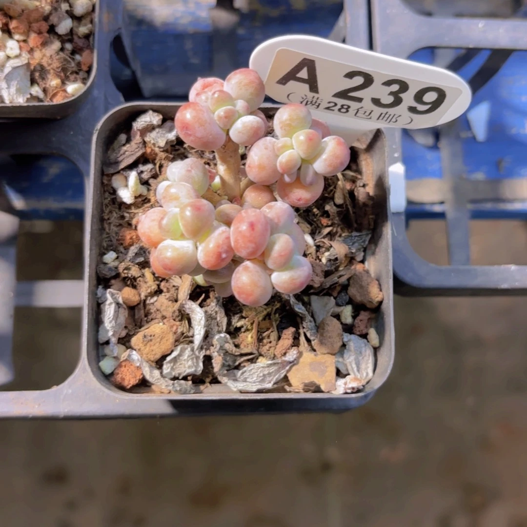 A239苹果奶一物一一拍