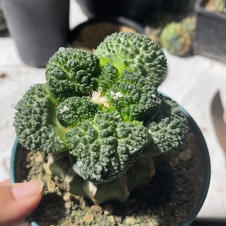 蜜柚采花一颗仙人球脱土发货