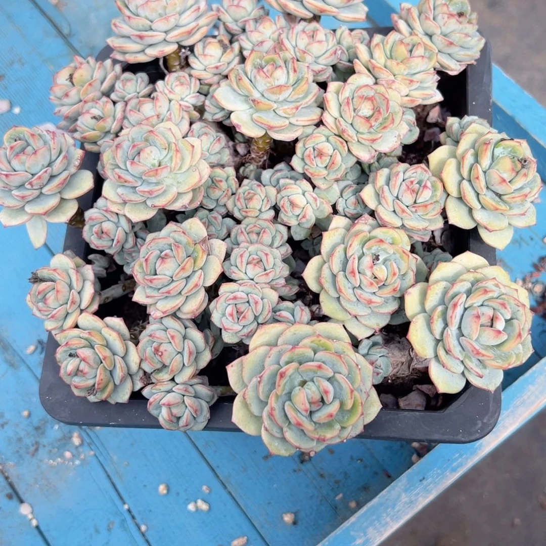 观***音精品多肉植物老桩T82
