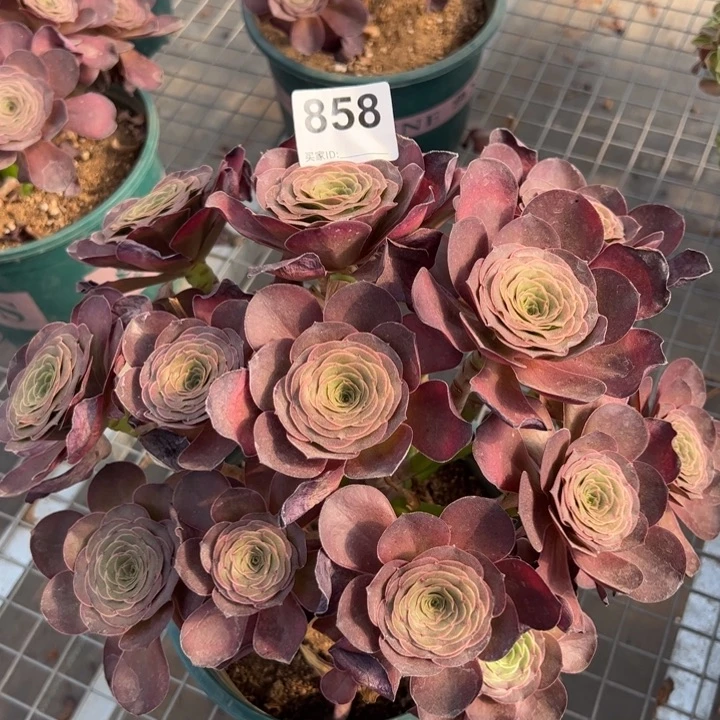 858魅金玫瑰朵朵30厘米嫩庄
