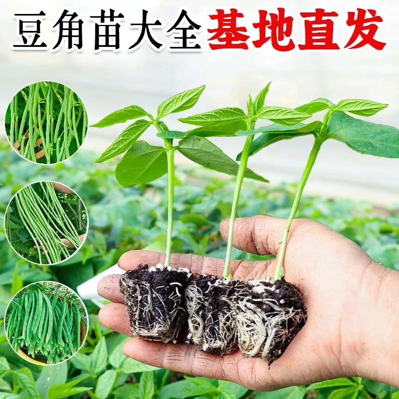 本地无架长豇豆苗四季豆苗矮生豆角苗秧苗种籽四季阳台种菜菜苗