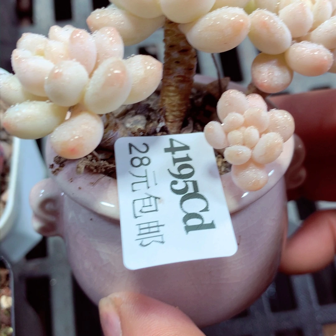 5厘米盆精控多肉4195