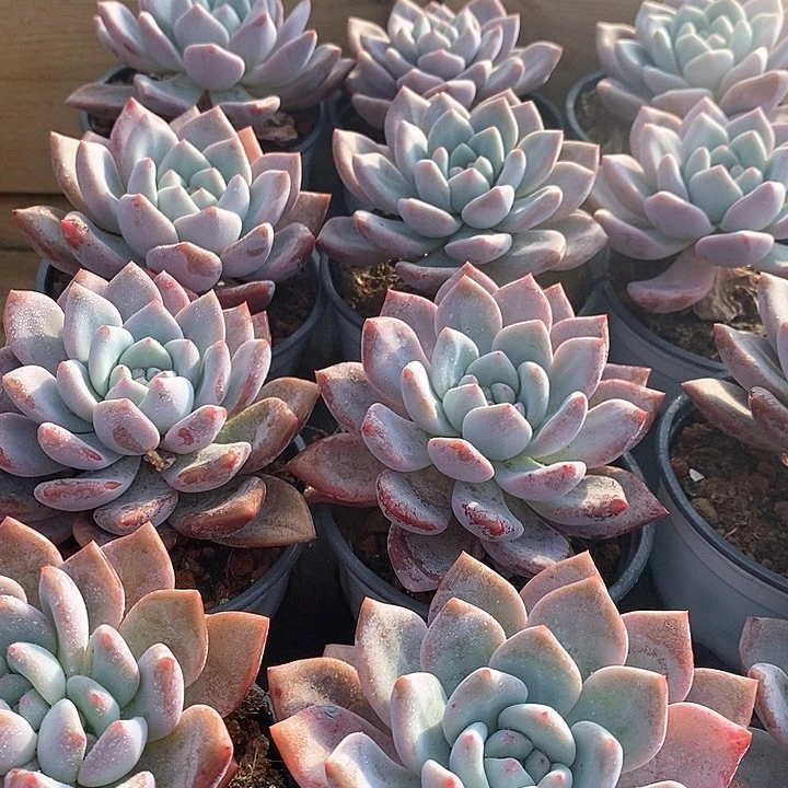 92奥普玲娜单头 福利多多