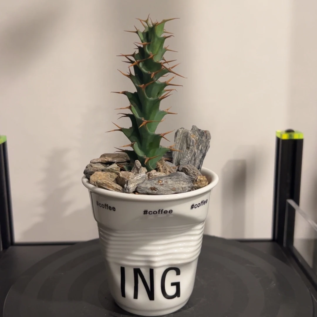 红刺旋转麒麟一物一拍