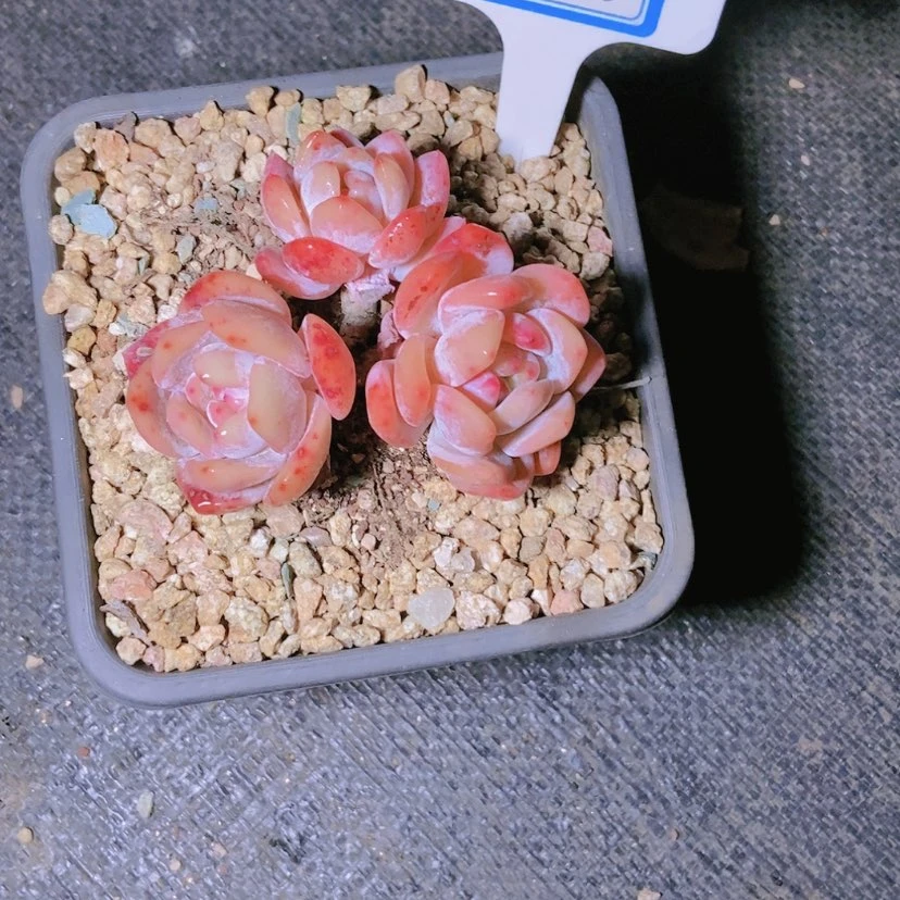 【闪购商品】倾**物0228