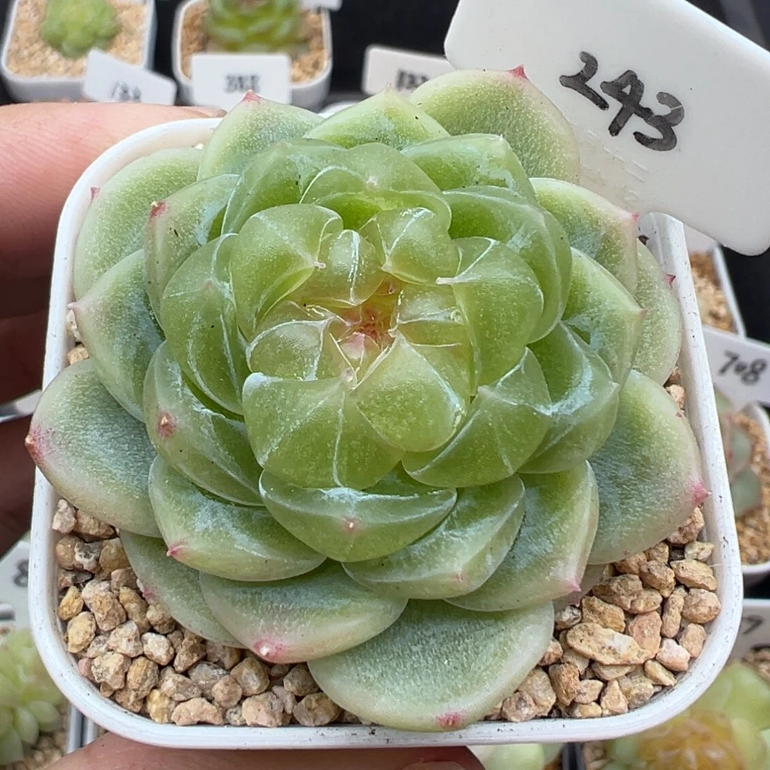 243号泼天富贵 晗雨