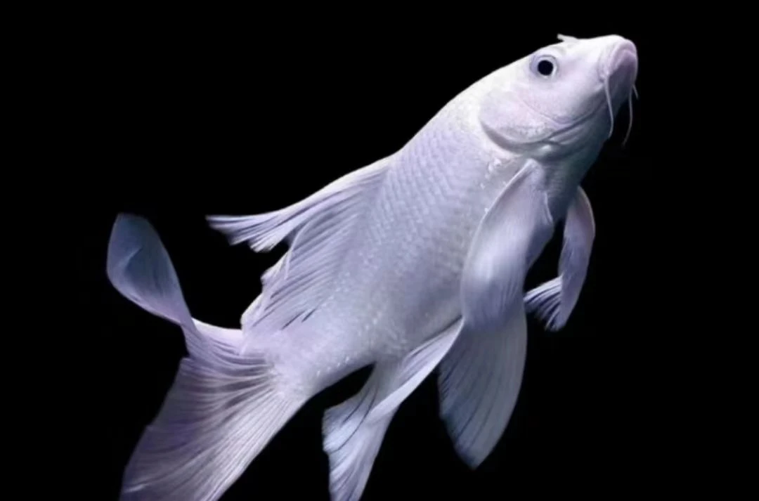 蝴蝶鲤锦鲤高瓷白蝴蝶鲤狮子头家养美观