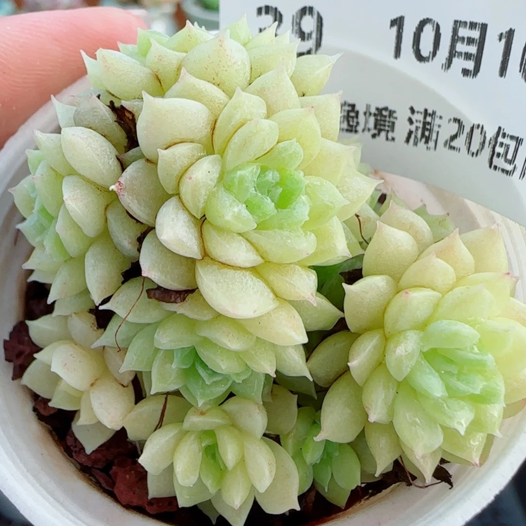 花语逸镜1010-39麦秆散