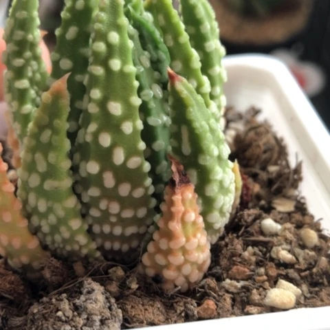 实生泪珠硬叶硬叶
