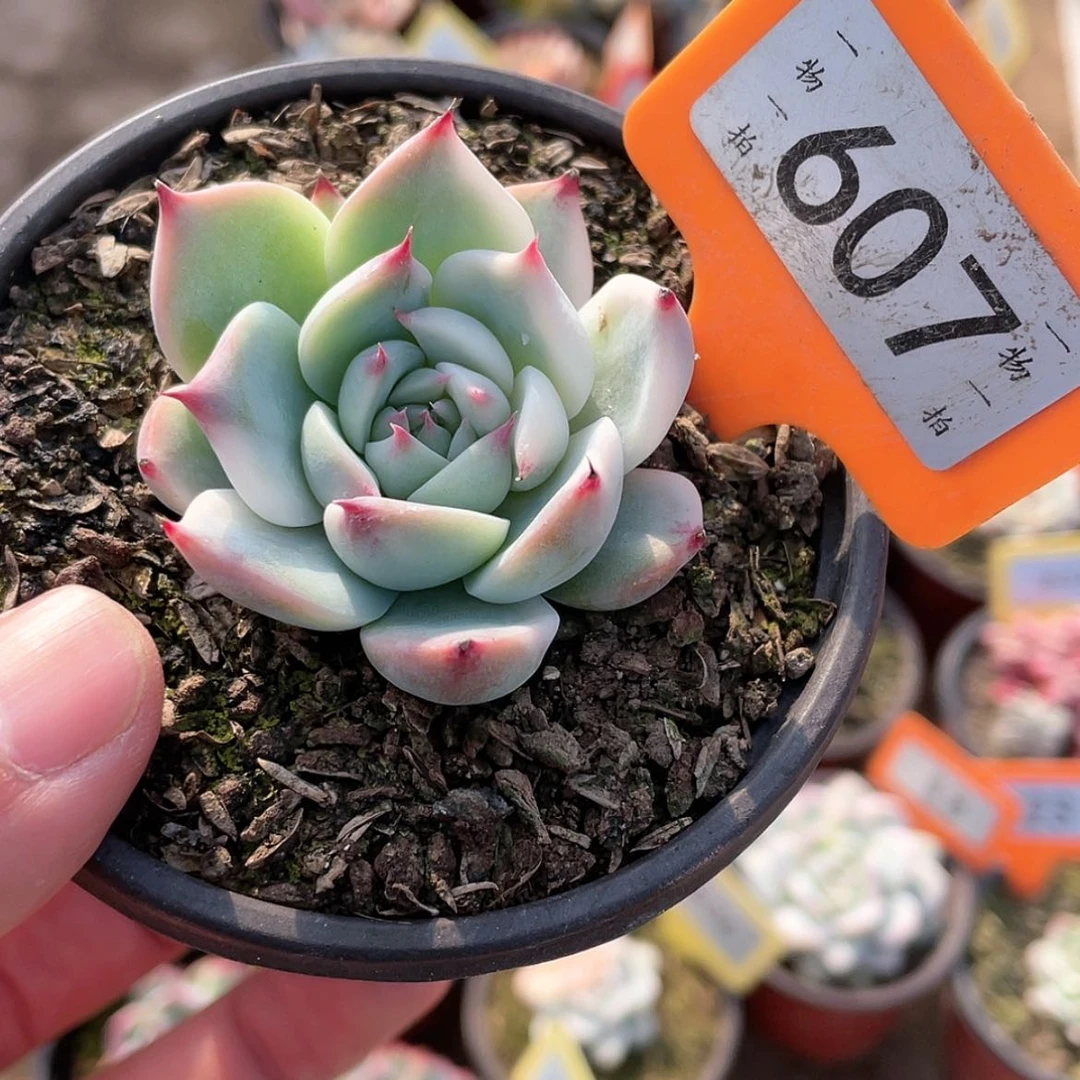 【闪购商品】607号