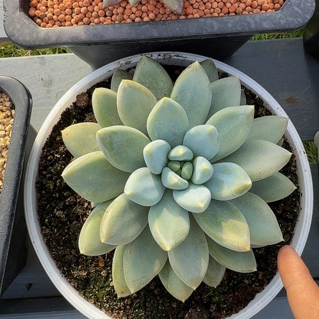 哥特萝莉大单头竞拍