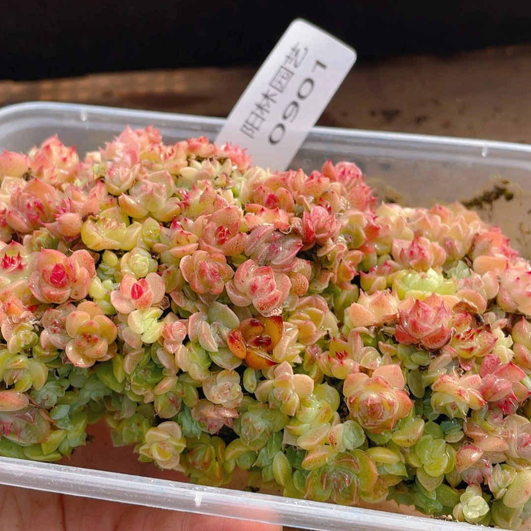 多肉植物多肉植物901