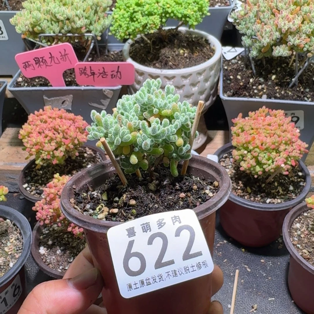 枝干番杏五彩冰晶622