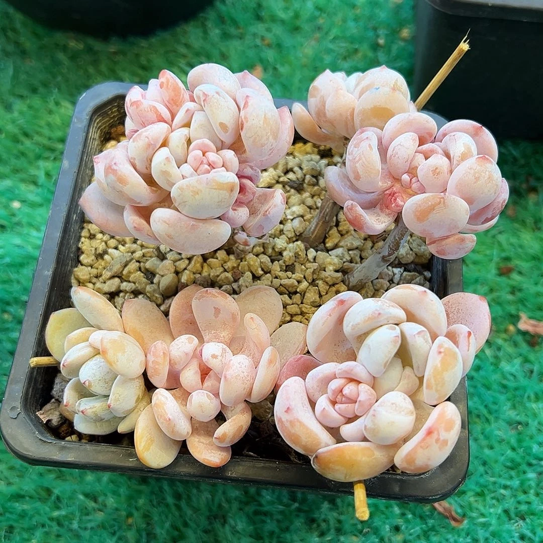 冷香，，，，，，，，，，，，，，，，，，，