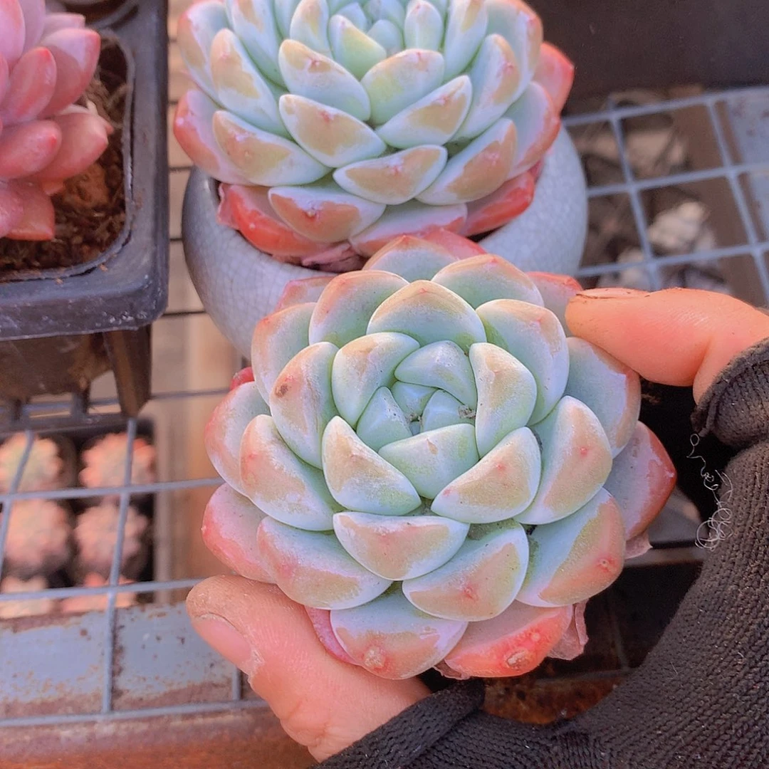 两颗冰玉355678899999