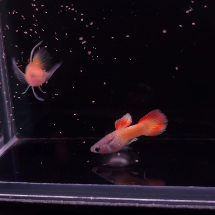 孔雀鱼日落玻璃猫大C1对