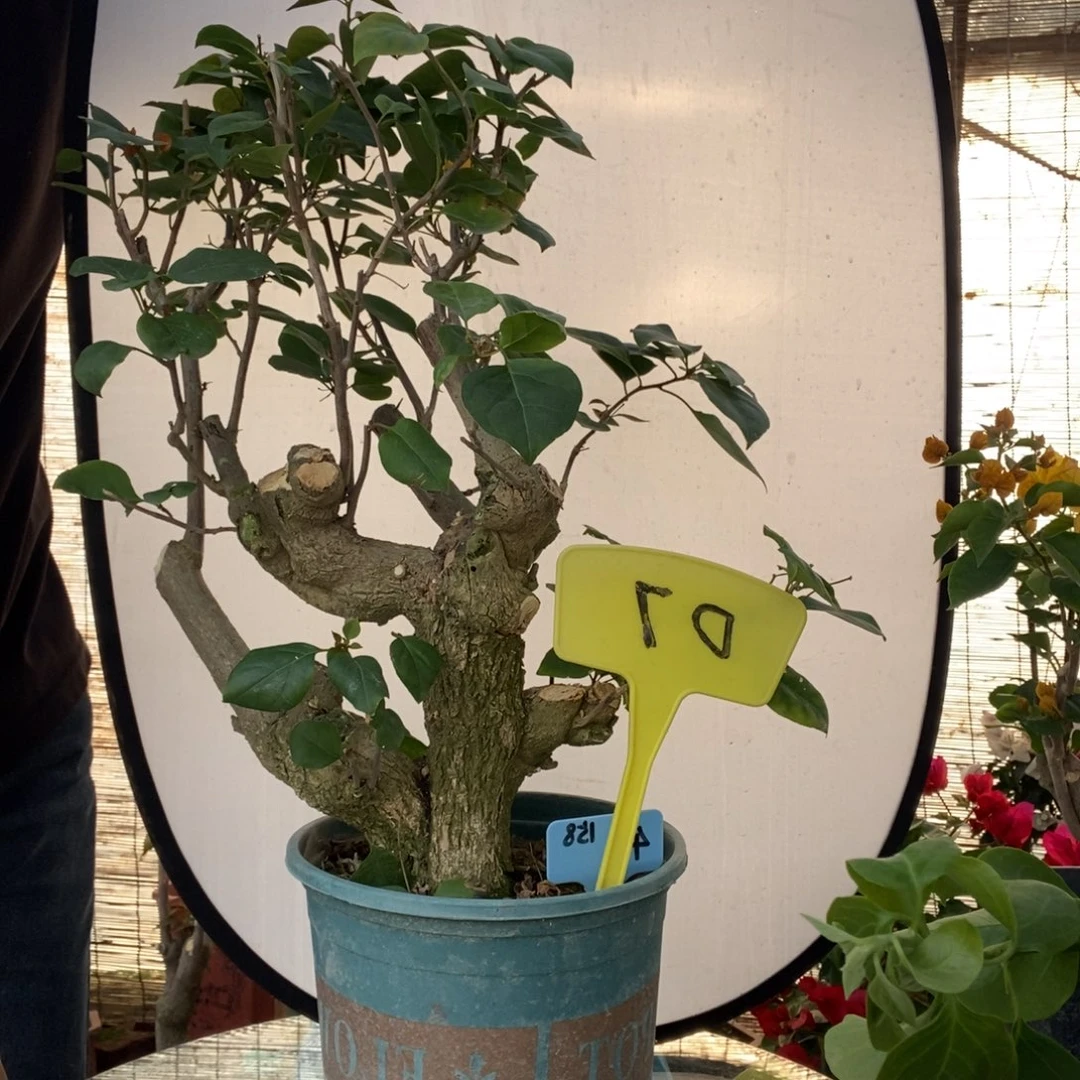 陈*三角梅加州黄D7