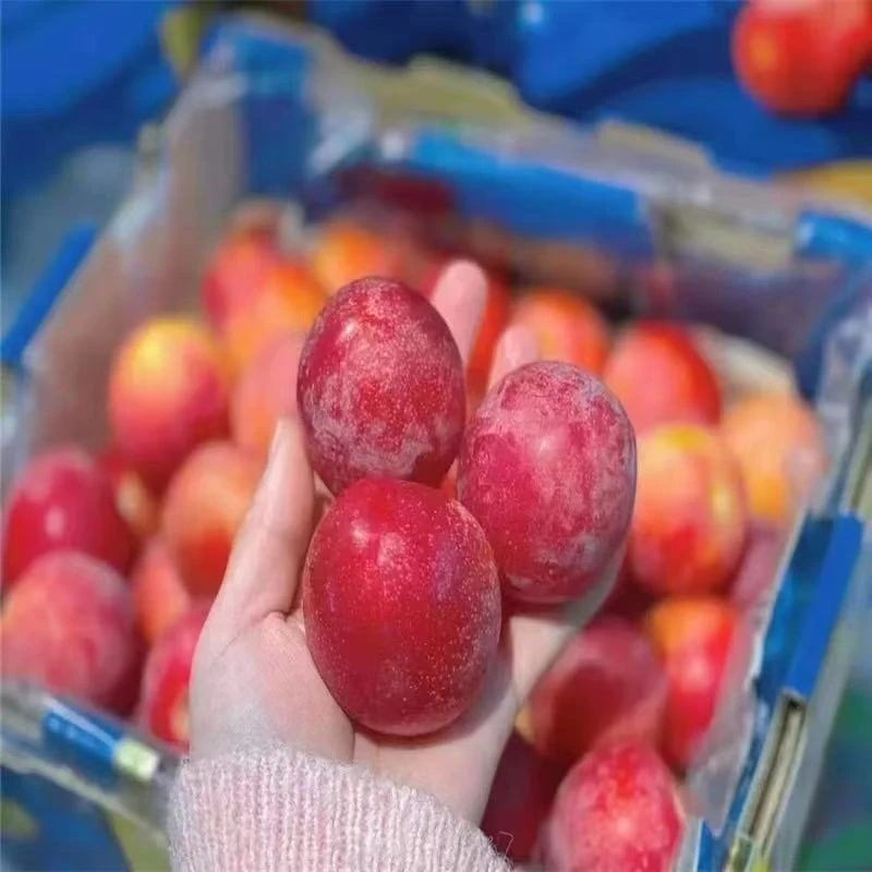 【樱桃李】图里奇5J智利进口樱桃李新鲜水果应季水果包邮F