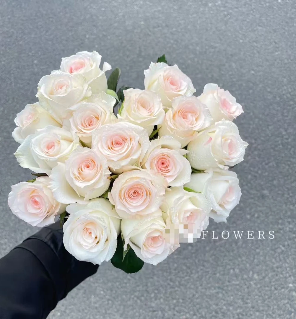 【小白兔单头玫瑰】云南基地直发顺丰冷链包邮到家