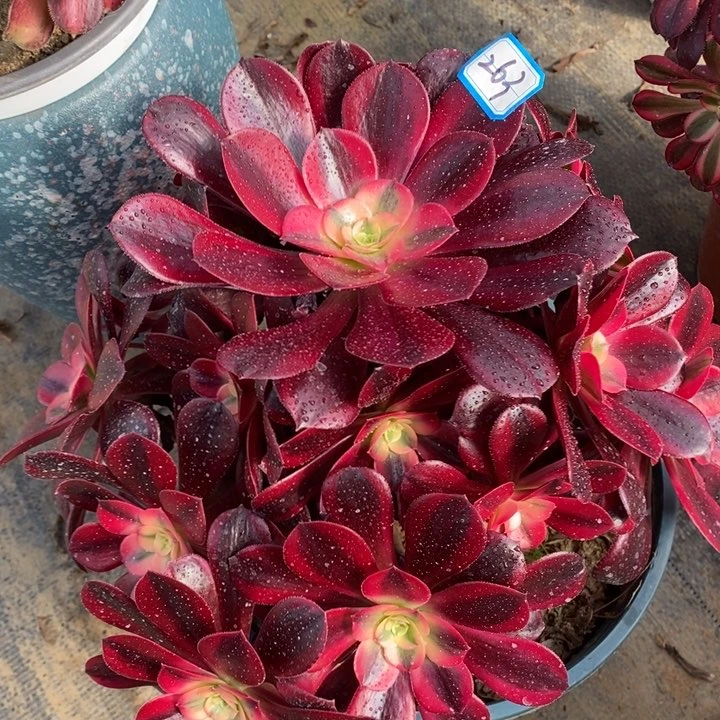 263美杜莎多肉法师