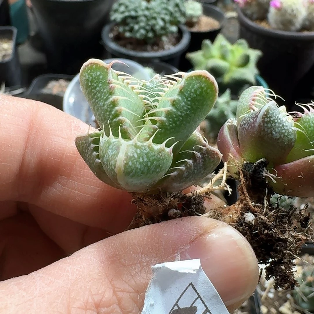458虎颚脱土发货一个随机