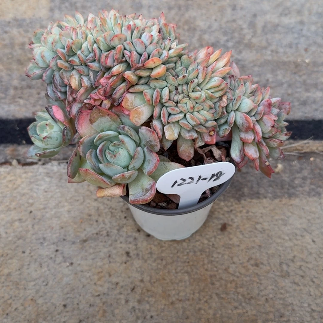 青****1221-18全明星缀化一颗