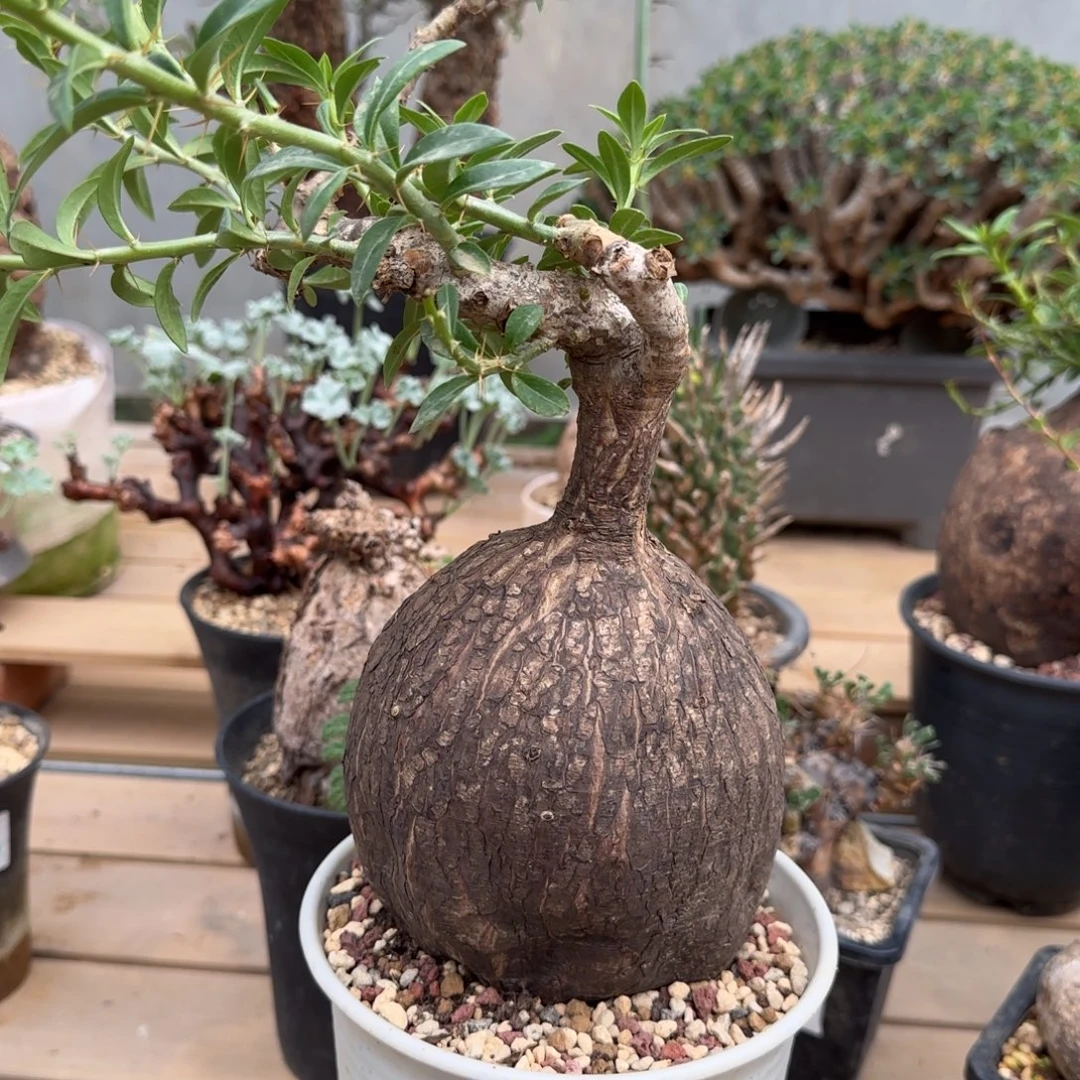 540双刺瓶杆块根植物
